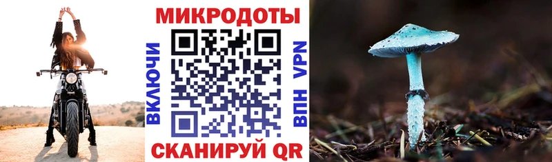 Галлюциногенные грибы Psilocybe Чита